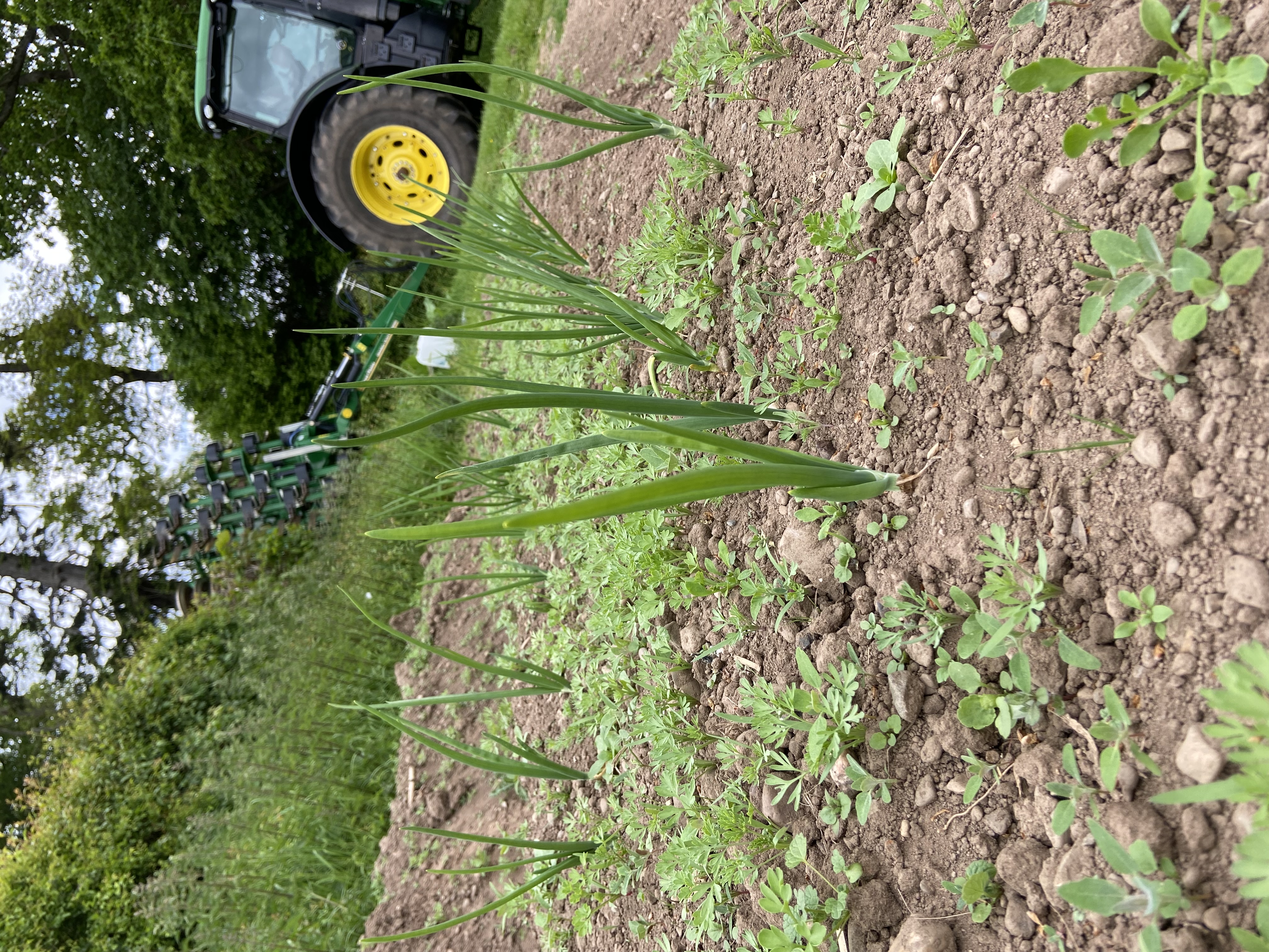 On the veg growing again!
